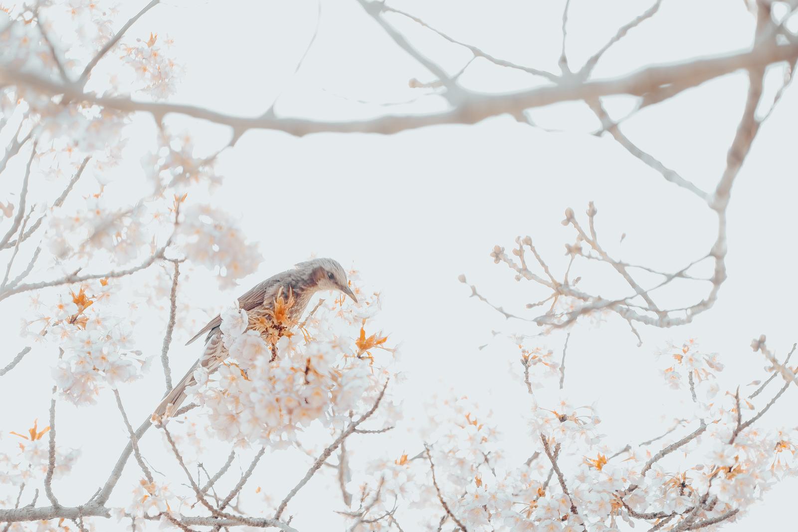 【集中美容液でブライトニングケア！ 】by 岩田屋本店